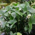 Aztec Arrowhead <br> (Sagittaria Montevidensis) <br> - pondmegastore