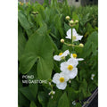 Arrowhead (Native plant)  <br> (Sagittaria Latifolia ) <br> Also known as Duck Potato / Katniss - pondmegastore