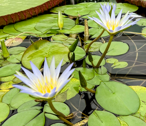 Caerulea Water Lily  Blue Lotus of the NileShips Late May 2023, Live Plant!