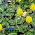 Water mimosa <br>Sensitive Plant (Neptunia aquatica/oleracea) - pondmegastore