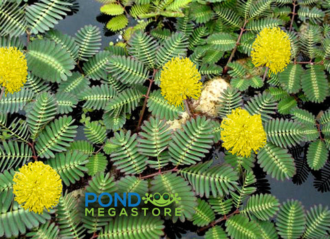 Water mimosa Sensitive Plant (Neptunia aquatica/oleracea) - pondmegastore