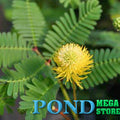 Water mimosa <br>Sensitive Plant (Neptunia aquatica/oleracea) - pondmegastore