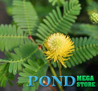 Water mimosa Sensitive Plant (Neptunia aquatica/oleracea) - pondmegastore