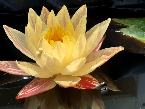 Siam Fantasy - NEW!  Winter Hardy Waterlily