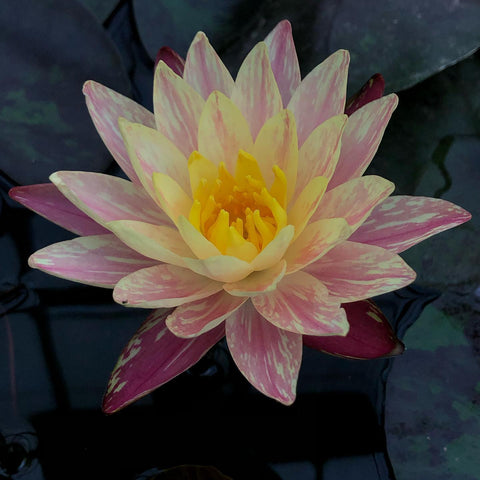 Siam Fantasy - NEW!  Winter Hardy Waterlily