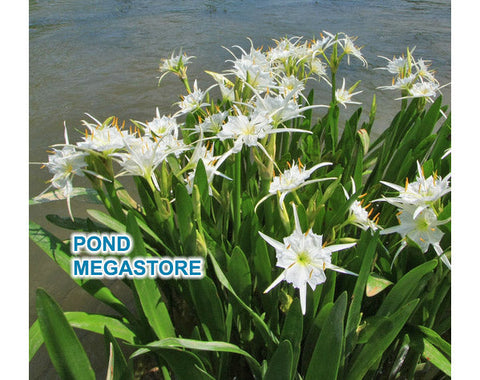 Spider Lily (White)  (Hymenocallis Lirisome)  Live Bog Plants! - pondmegastore