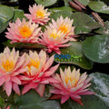 Sunfire Waterlily <br> Large Hardy Water Lily <br> - pondmegastore