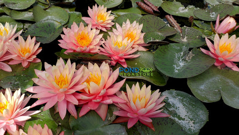 Sunfire Waterlily  Large Hardy Water Lily  - pondmegastore