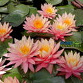 Sunfire Waterlily <br> Large Hardy Water Lily <br> - pondmegastore
