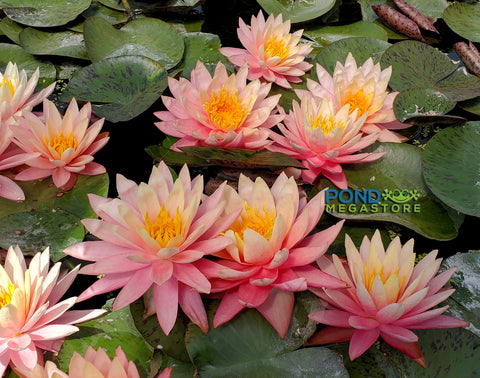 Sunfire Waterlily  Large Hardy Water Lily  - pondmegastore