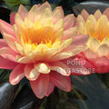 Sunfire Waterlily <br> Large Hardy Water Lily <br> - pondmegastore