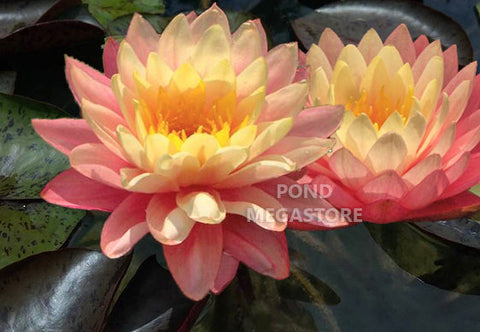 Sunfire Waterlily  Large Hardy Water Lily  - pondmegastore