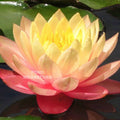 Sunfire Waterlily <br> Large Hardy Water Lily <br> - pondmegastore
