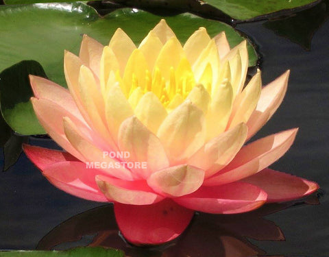 Sunfire Waterlily  Large Hardy Water Lily  - pondmegastore