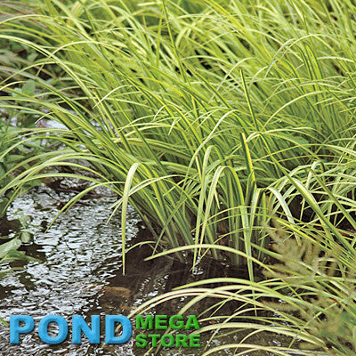 Variegated Sweetflag (Acorus Calamus)  Tall midlevel plant  Native, much better than cattails - pondmegastore