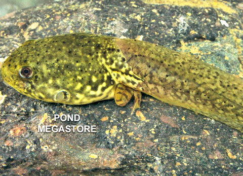 Live Frog Tadpoles for sale  Tadpoles are for ponds  These wont live in tanks - pondmegastore