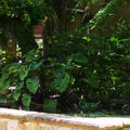 Mojito Taro (Colocasia) <br> Live plants, not bulbs <br> - pondmegastore