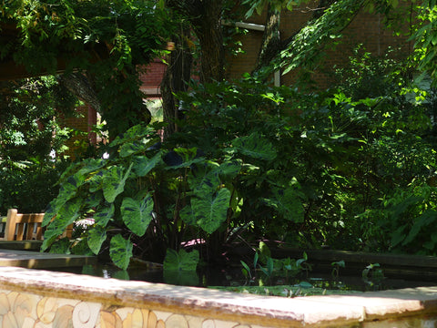 Mojito Taro (Colocasia)  Live plants, not bulbs  - pondmegastore