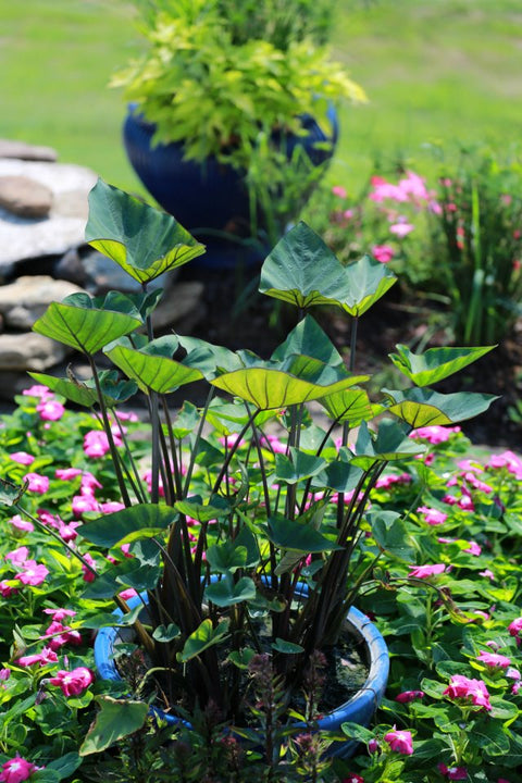 Tea Cup Taro or Teacup Taro (Colocasia Esculenta) - pondmegastore