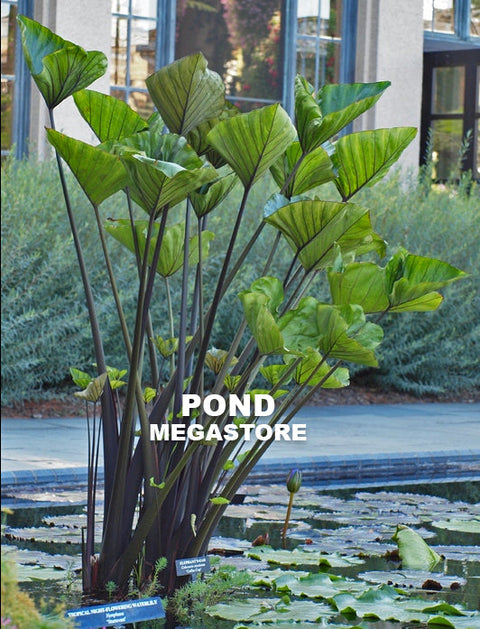 Tea Cup Taro or Teacup Taro (Colocasia Esculenta) - pondmegastore