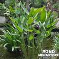 Thalia Dealbata <br> The PERFECT POND PLANT <Br> Our Favorite for so many reasons! - pondmegastore