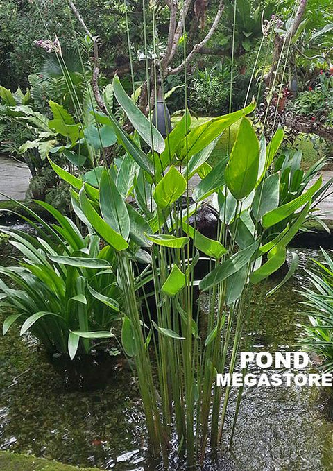 Thalia Dealbata  The PERFECT POND PLANT  Our Favorite for so many reasons! - pondmegastore