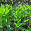Thalia Dealbata (Dwarf) - pondmegastore