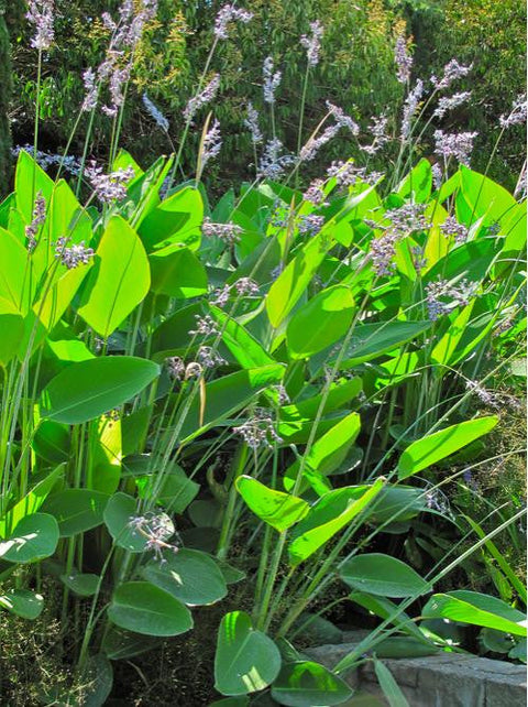 Thalia Dealbata (Dwarf) - pondmegastore