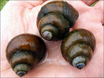 Trapdoor Pond Snails  (Bulk Quantity) From the fishery  Ships all year - pondmegastore