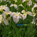 Moonlit Field Iris <br> (Pseudata Bog Iris) <br> 'Tsukiyono' Japanese Iris - pondmegastore