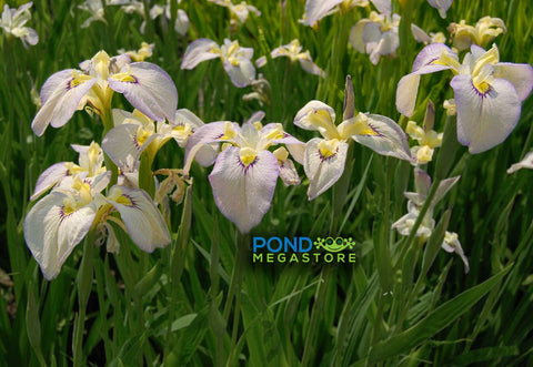 Moonlit Field Iris  (Pseudata Bog Iris)  'Tsukiyono' Japanese Iris - pondmegastore