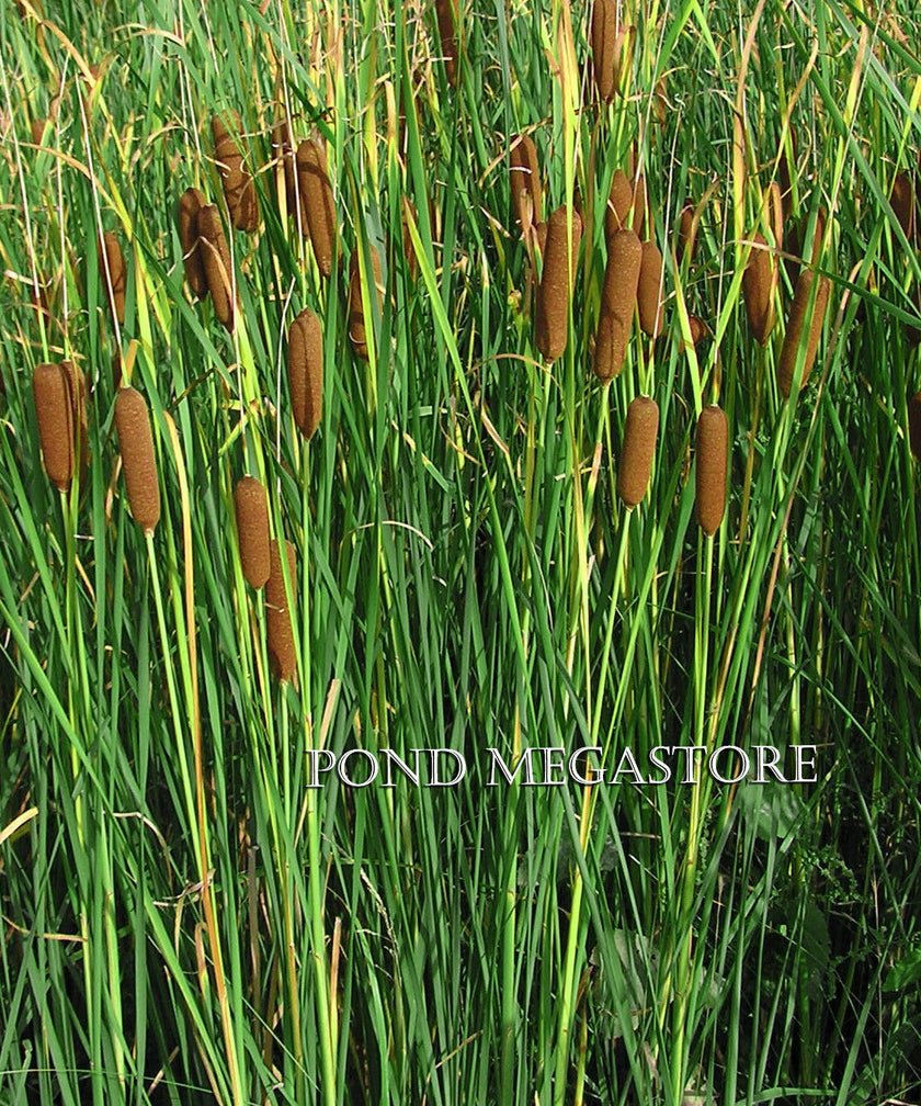 Reeds Rushes Pond Reeds, Rushes, & Grasses – LoveWatergardens