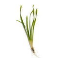 Vallisneria <br> Oxygenating Pond Plants <br> Great for goldfish and tadpoles! - pondmegastore