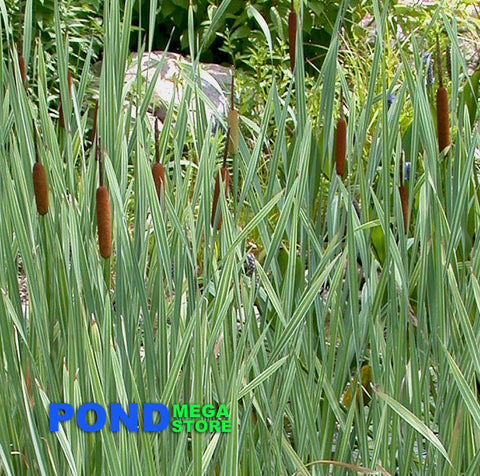 Variegated Cattail (Typha I. Variegata)