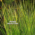 Golden Swords, EVERGREEN! <br> (Baumea Rubig Var.) <br> Variegated Striped Rush - pondmegastore
