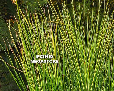 Golden Swords, EVERGREEN!  (Baumea Rubig Var.)  Variegated Striped Rush - pondmegastore