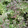 Variegated Celery <br> (Oenanthe Javanica 'Flamingo')<br> Key filtering bog plant - pondmegastore