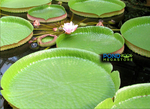 Amazon VICTORIA Cruziana GIANT WATERLILY  For Advanced Waterlily Growers!