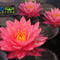 Wanvisa Waterlily <br> Medium Hardy Water Lily <br> Award Winner! - pondmegastore