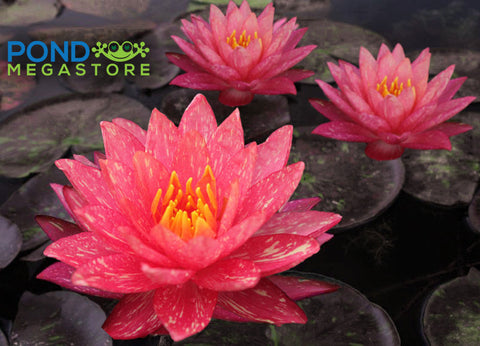 Wanvisa Waterlily  Medium Hardy Water Lily  Award Winner! - pondmegastore