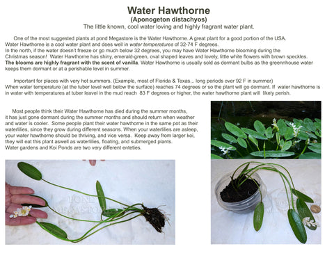 WATER HAWTHORN LIVE PLANTS! Not bulbs! Cool water loving plant  Blooms early fall to late spring! - pondmegastore