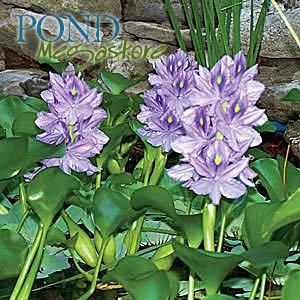 Water Hyacinth (Eichornia Crassipies)  Our most popular Floating Pond Plant  Live pond plants to your door! - pondmegastore