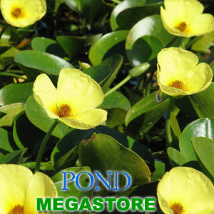 Golden Water Poppies  (Hydrocleys Nymphoides) - pondmegastore