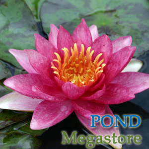 Andreana Waterlily  Small-Medium Hardy Water Lily  - pondmegastore