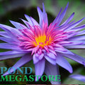 Foxfire Water Lily <br> Day blooming <br> Medium-Large Water Lily <br> Ships Spring 2020 ! - pondmegastore