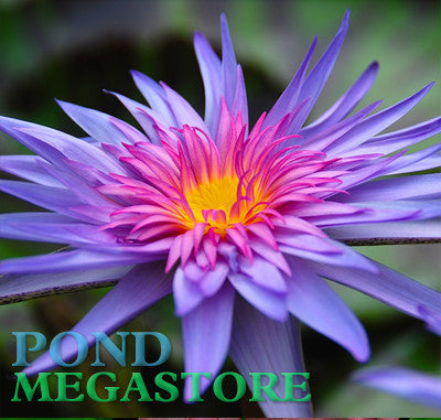 Foxfire Water Lily  Day blooming  Medium-Large Water Lily  Ships Spring 2020 ! - pondmegastore