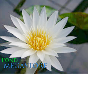 Innocence Water Lily  Day blooming  Medium-Large Water Lily  Ships Spring 2020 ! - pondmegastore