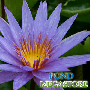 Islamorada Waterlily  Medium-Large, Day Bloomer   Ships Spring 2020 ! - pondmegastore