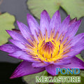 Lindsey Woods Water Lily <br> Day blooming <br> Medium-Large Water Lily <br>  Ships Spring 2020 ! - pondmegastore