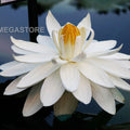 Missouri Waterlily <br> Large, Night Bloomer - pondmegastore